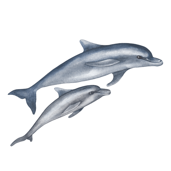 Vinilos Decorativos: Delfines