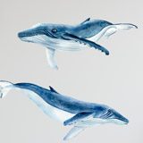 Vinilos Infantiles: Ballenas y Delfines 5