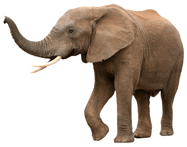 Vinilos Decorativos: Elefante 1