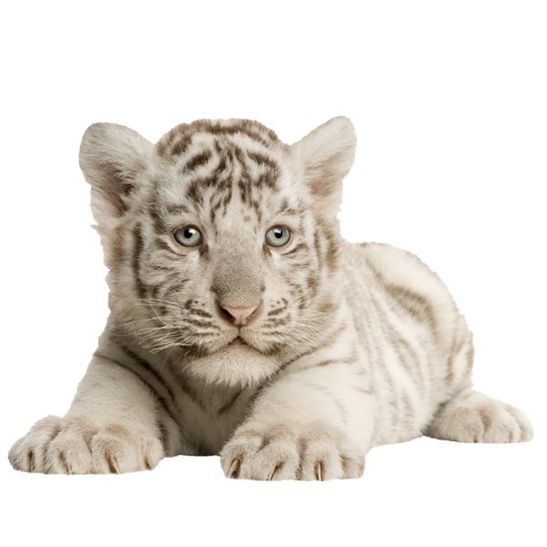 Vinilos Decorativos: Cachorro de tigre blanco