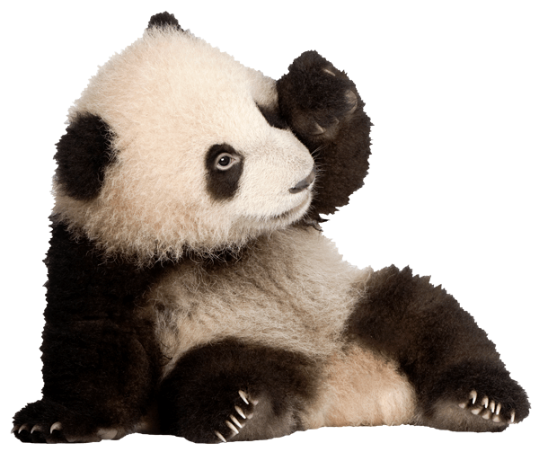 Vinilos Decorativos: Cría oso panda 1