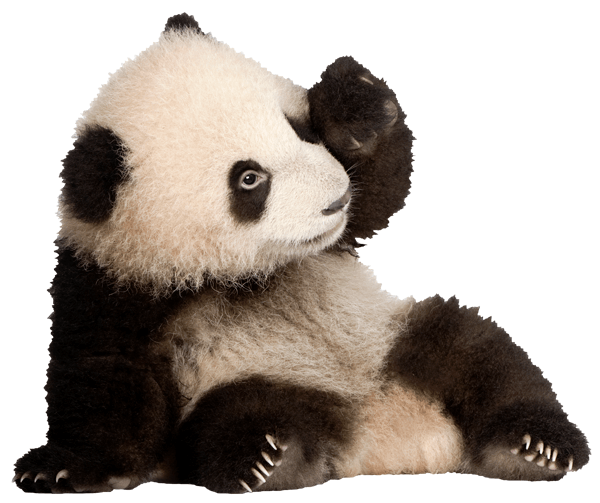 Vinilos Decorativos: Cría oso panda