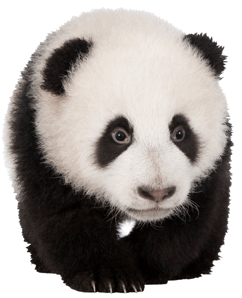 Vinilos Decorativos: Cría oso panda 2