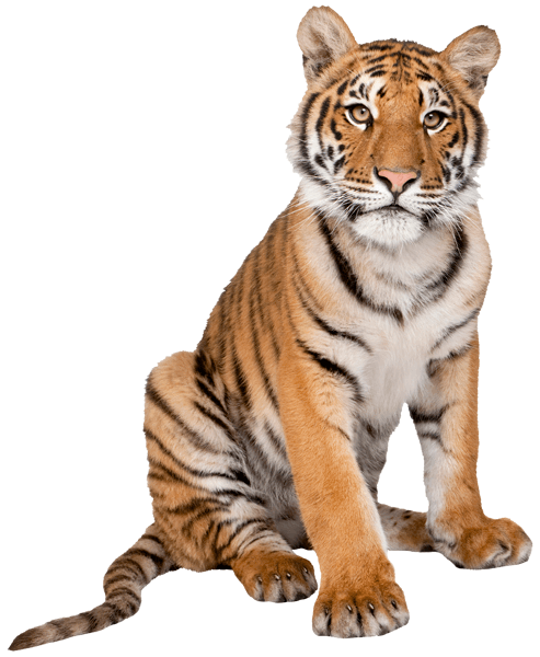 Vinilos Decorativos: Tigre 3