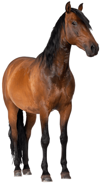 Vinilos Decorativos: Caballo marrón 1