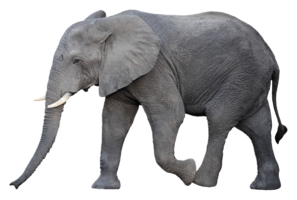 Vinilos Decorativos: Elefante 2