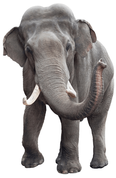 Vinilos Decorativos: Elefante de frente