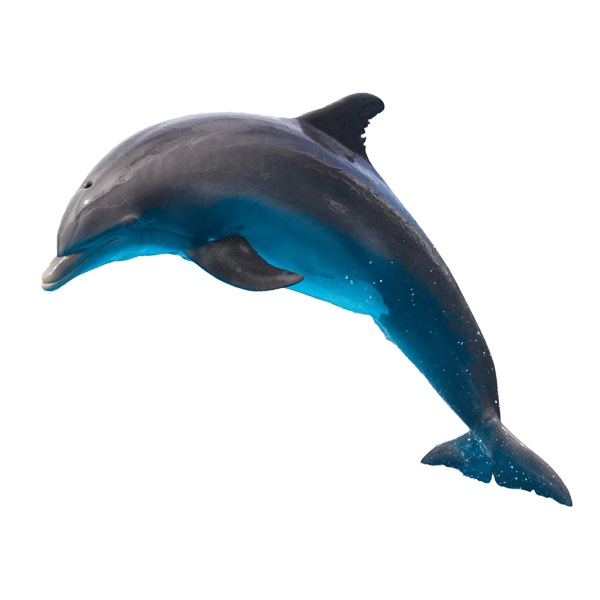 Vinilos Decorativos: Delfín