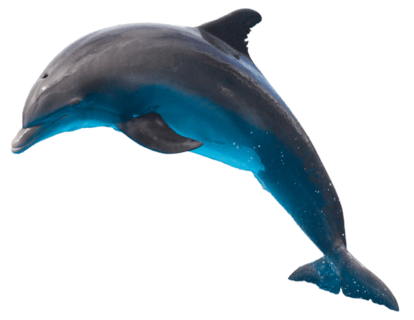 Vinilos Decorativos: Delfín