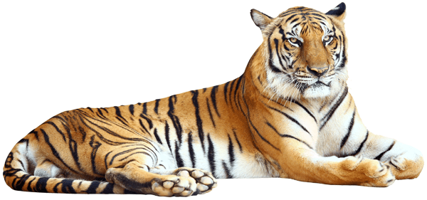 Vinilos Decorativos: Tigre 1