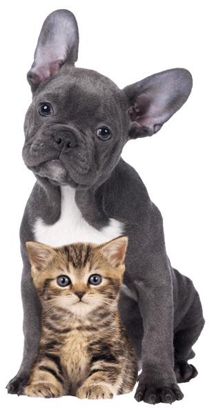 Vinilos Decorativos: Cachorros