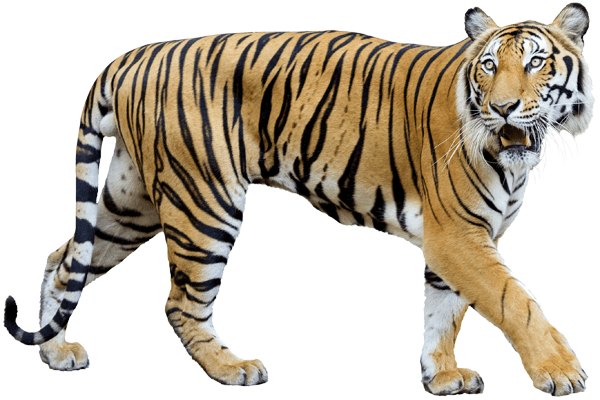 Vinilos Decorativos: Tigre 2