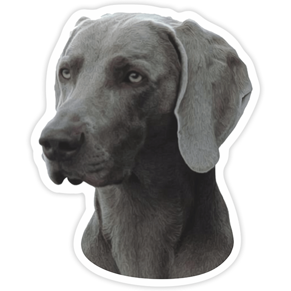 Pegatinas: Weimaraner