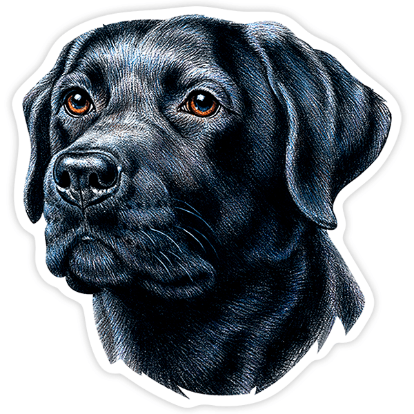 Pegatinas: Labrador Retriever Negro