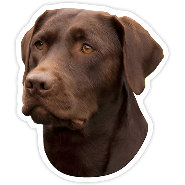 Pegatinas: Labrador Chocolate