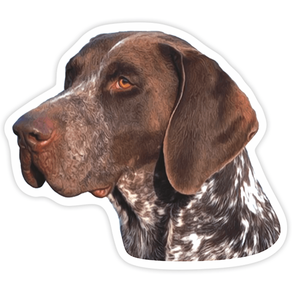 Pegatinas: German Shorthaired Pointer