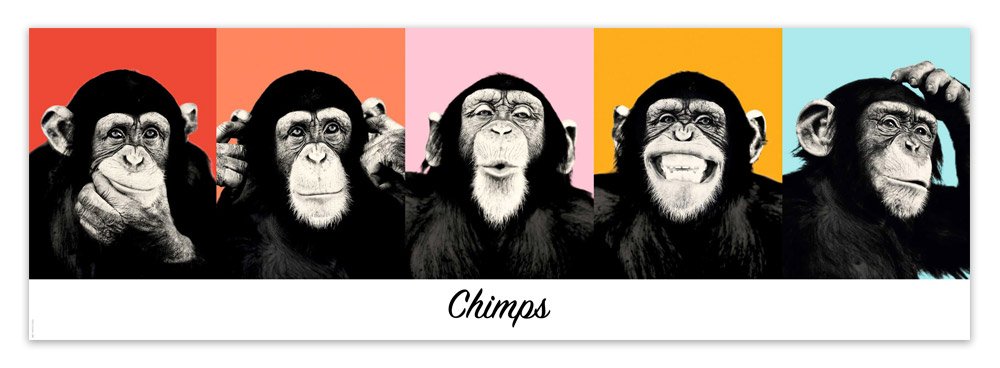 Vinilos Decorativos: Poster adhesivo de 5 Chimpancés