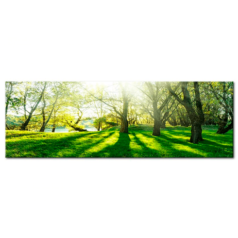 Otros productos: Rayos de sol entre árboles