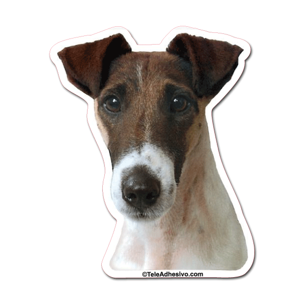 Pegatinas: Smooth Fox Terrier