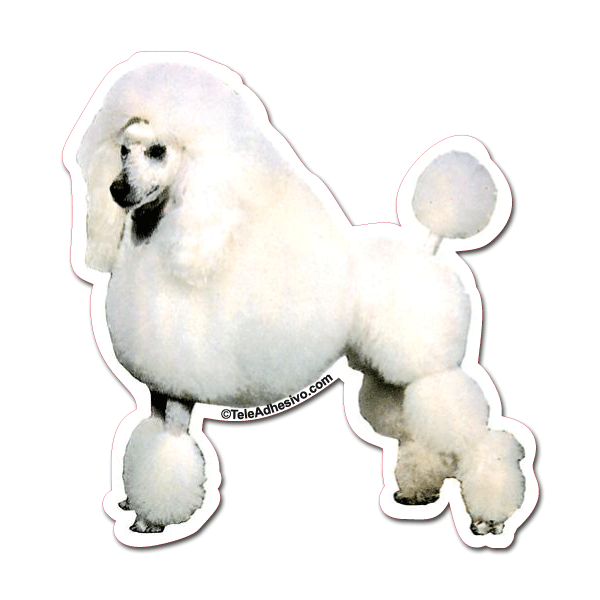 Pegatinas: White Poodle