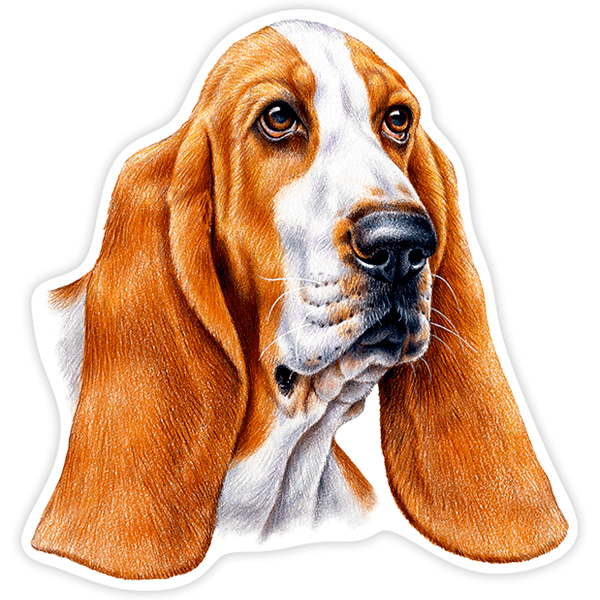 Pegatinas: Basset Hound
