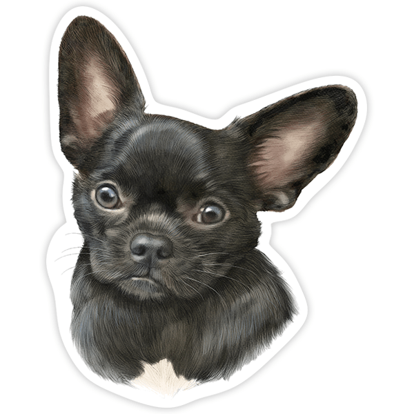 Pegatinas: Chihuahua negro