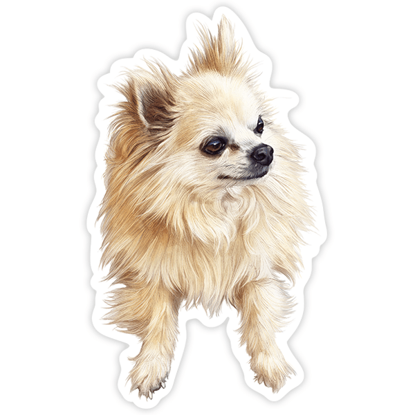 Pegatinas: Spitz alemán blanco