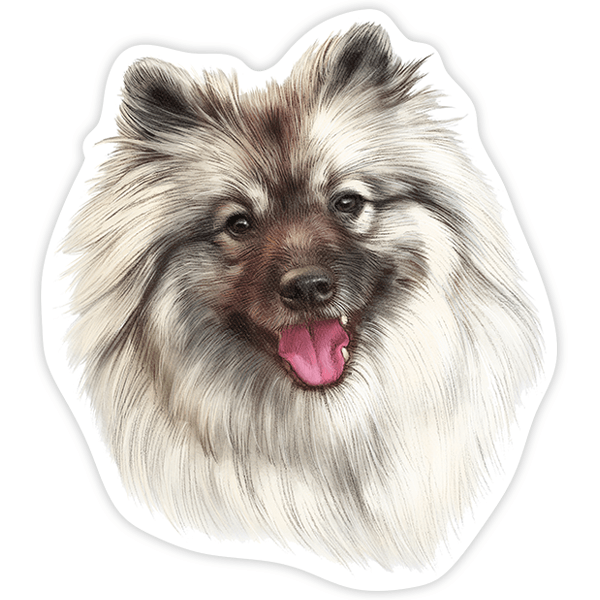 Pegatinas: Spitz de Pomerania