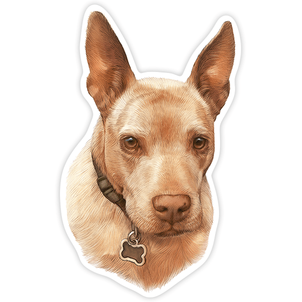 Pegatinas: Kelpie australiano