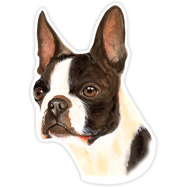 Pegatinas: Boston Terrier