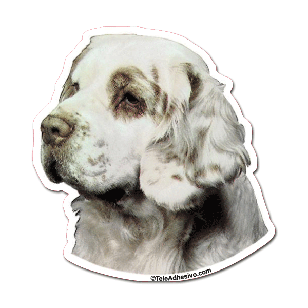 Pegatinas: Clumber Spaniel