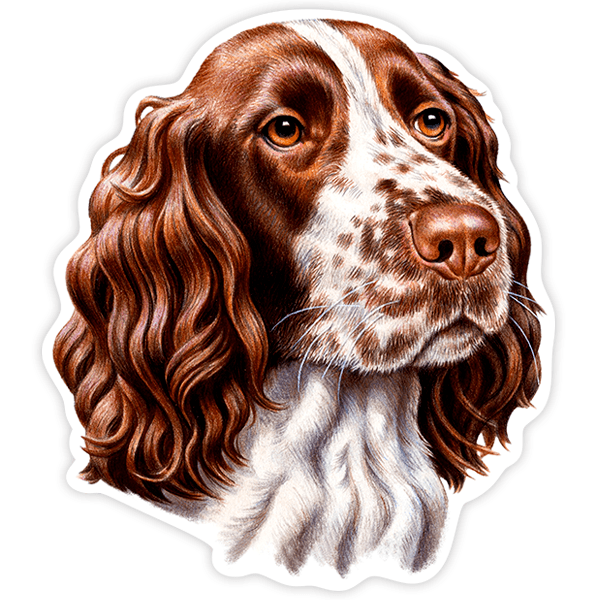 Pegatinas: English Springer Spaniel