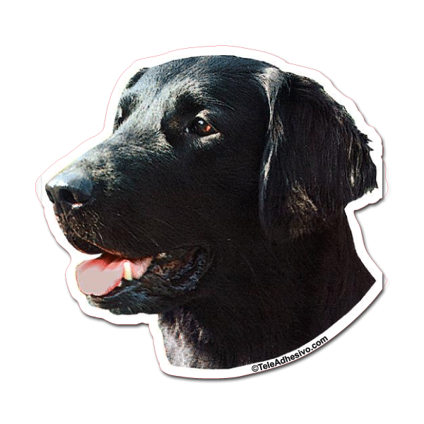 Pegatinas: Flat-coated Retriever