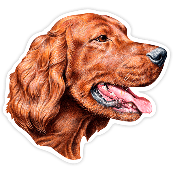 Pegatinas: Irish Setter