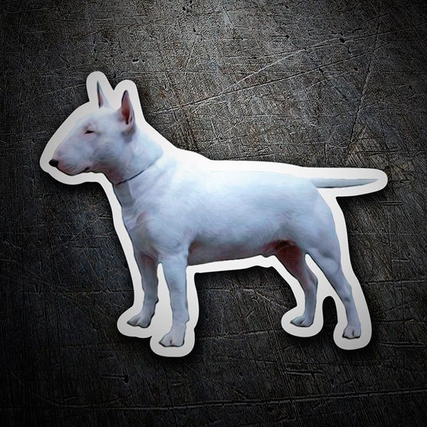 Pegatinas: Bull Terrier