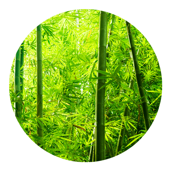 Vinilos Decorativos: Bosque de Bambú