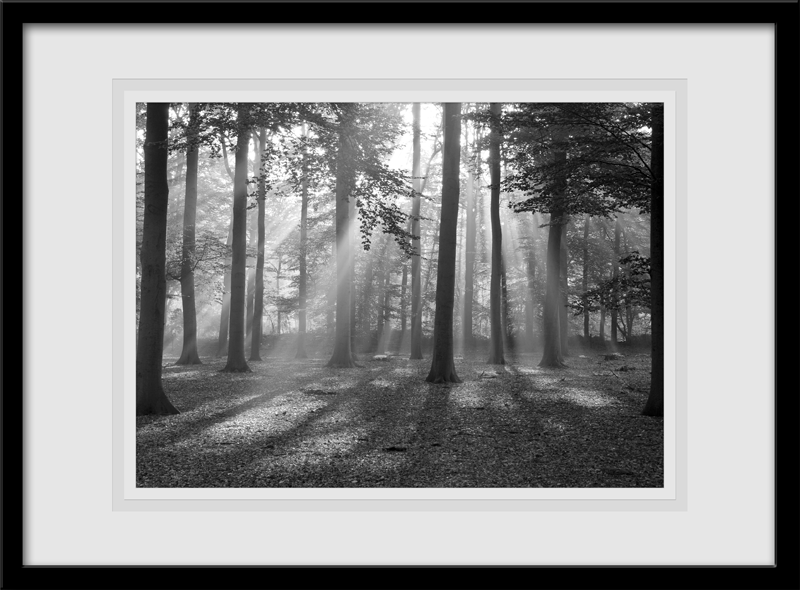 Vinilos Decorativos: Luz de Bosque