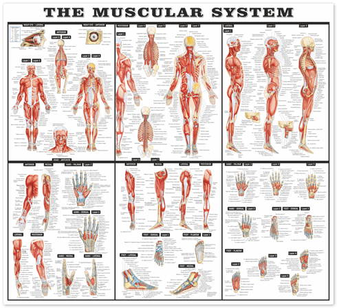 Vinilos Decorativos: El sistema muscular