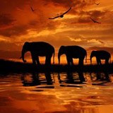 Fotomurales: Elefantes migrando 3