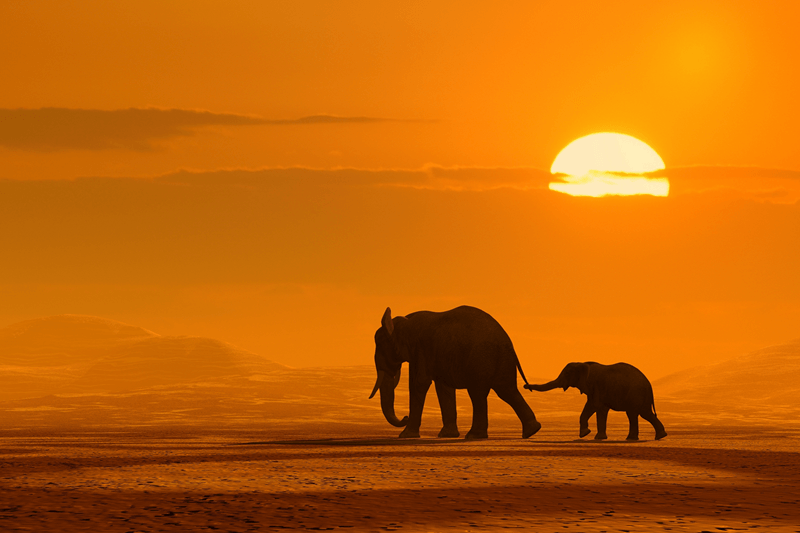 Fotomurales: Madre y cría de elefante