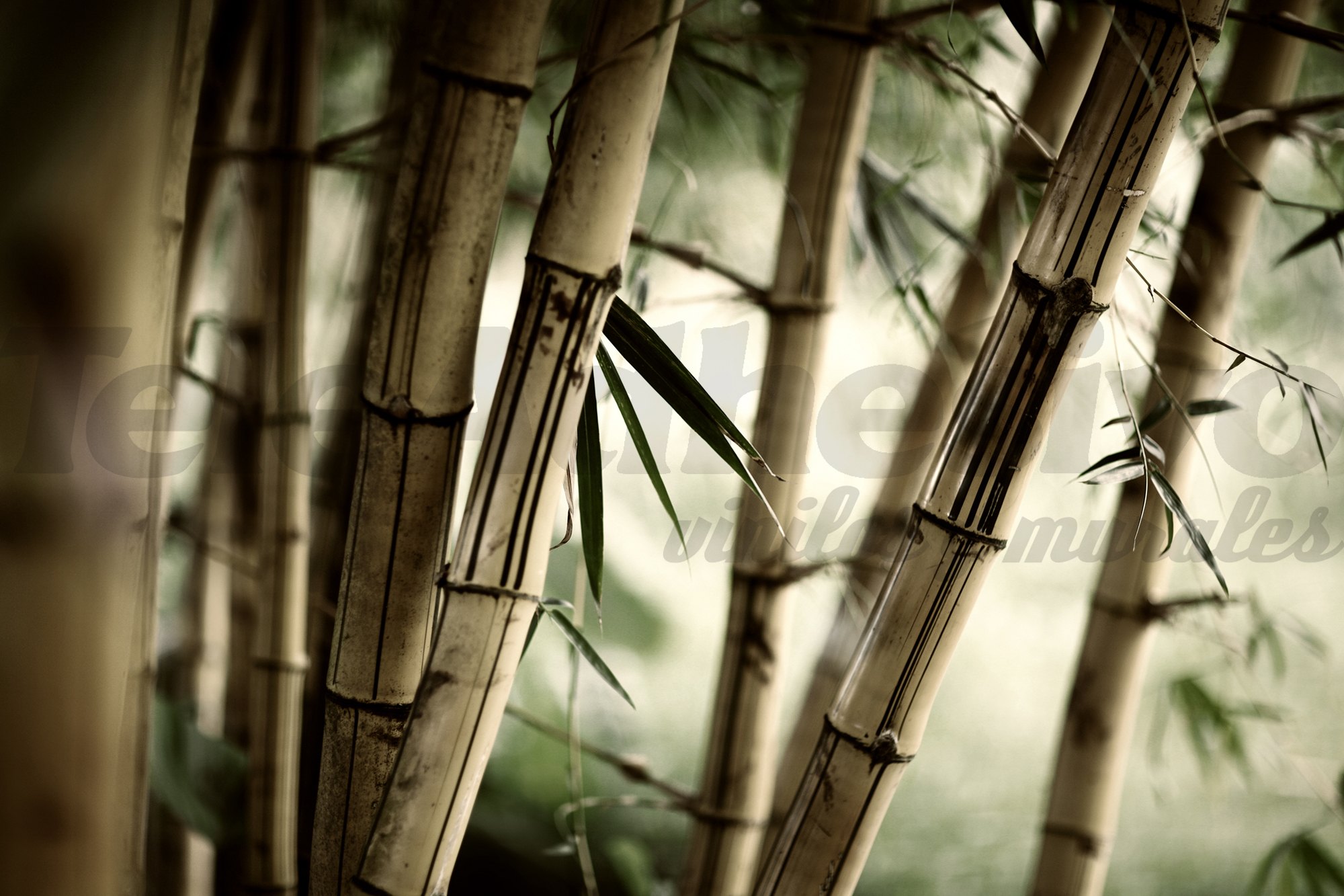 Fotomurales: Bambú Blanco