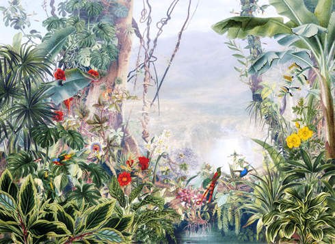 Fotomurales: Selva tropical