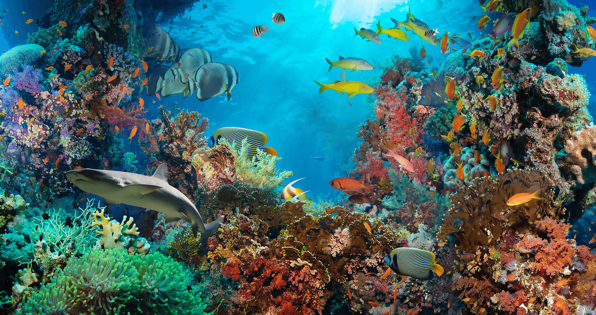 Fotomurales: Fondo Marino