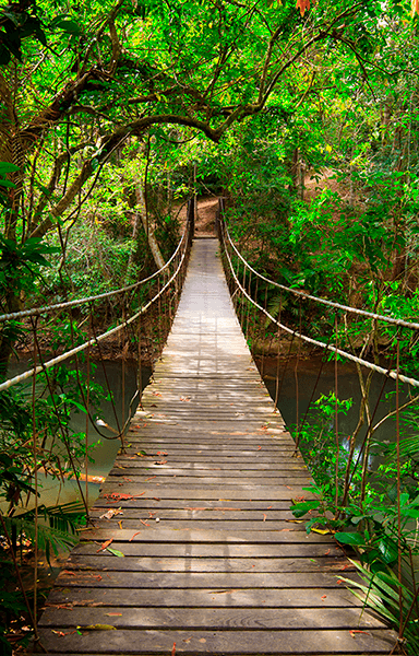 Fotomurales: Puente en el Amazonas