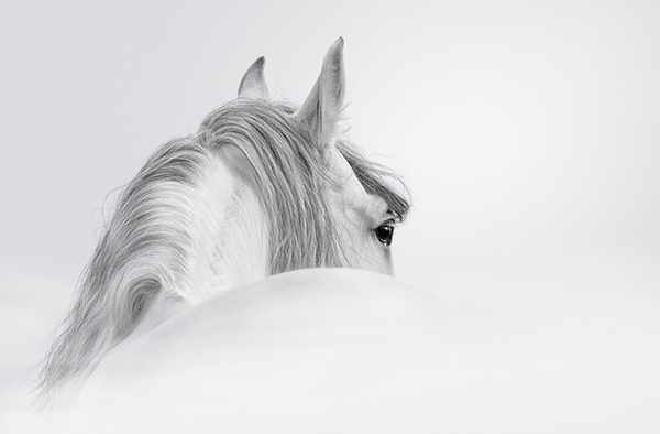 Fotomurales: Caballo blanco