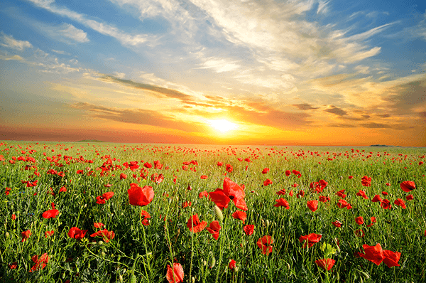 Fotomurales: Amapolas al atardecer