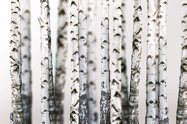 Fotomurales: Bosque de Abedul