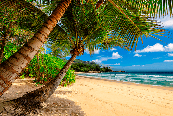 Fotomurales: Palmeras caribeñas
