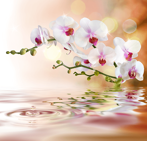 Fotomurales: Orquídeas