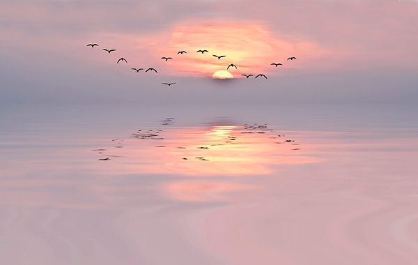 Fotomurales: Atardecer entre gaviotas